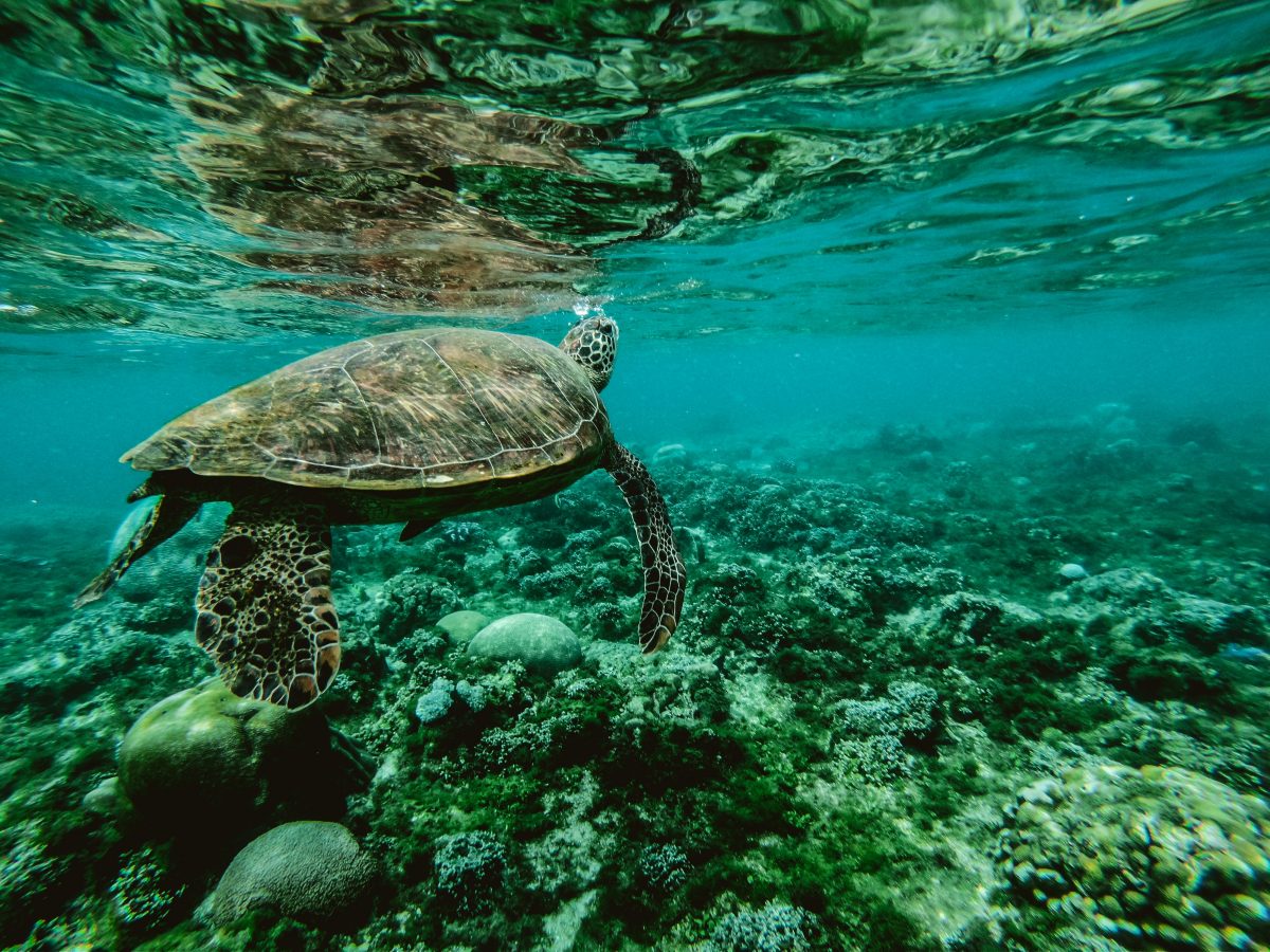 Satellite tracking enables Turkey to follow rehabilitated sea turtles remotely