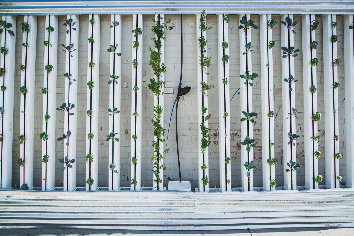 World's largest indoor vertical farm commences construction in Abu Dhabi