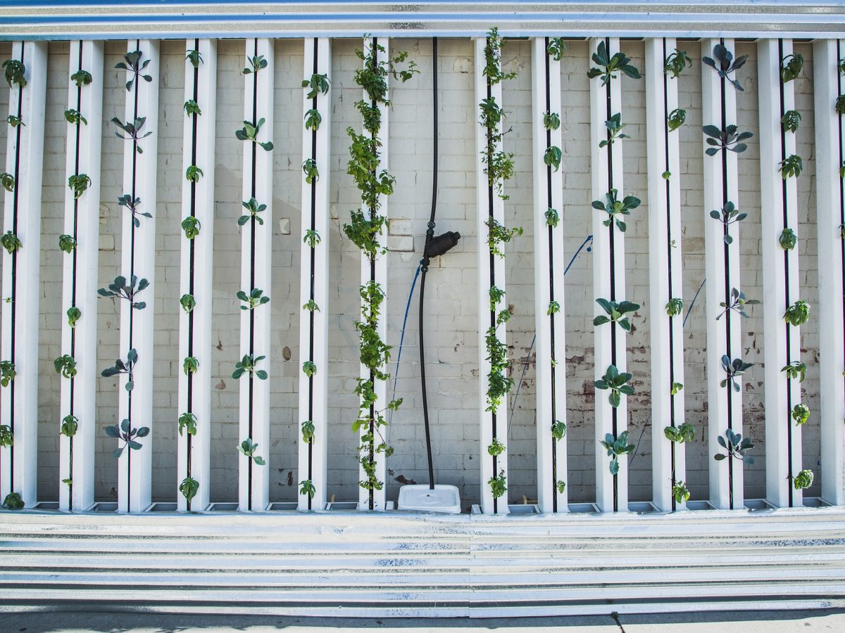 World's largest indoor vertical farm commences construction in Abu Dhabi